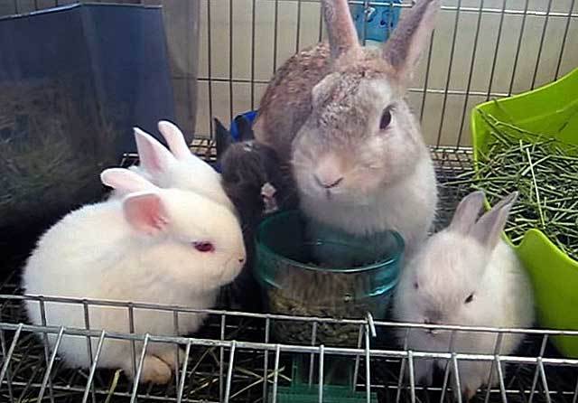Роды крольчихи: чем кормить кормящую крольчиху после окрола - kotiko.ru