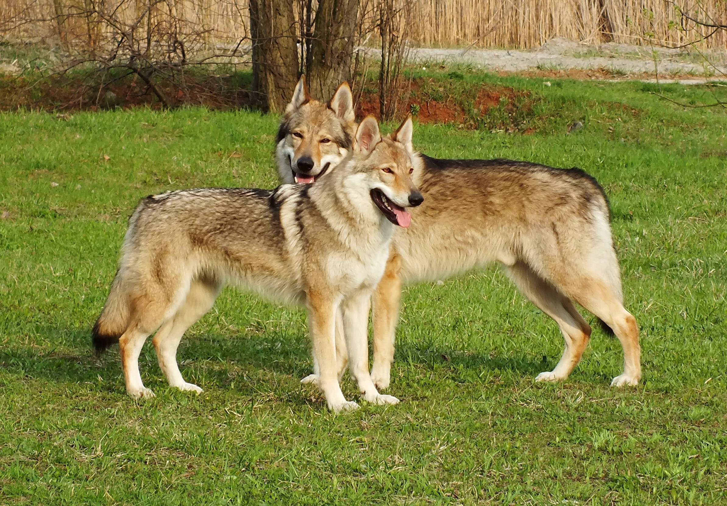 Чехословацкая волчья собака (чешский влчак) 115 фото + все особенности породы