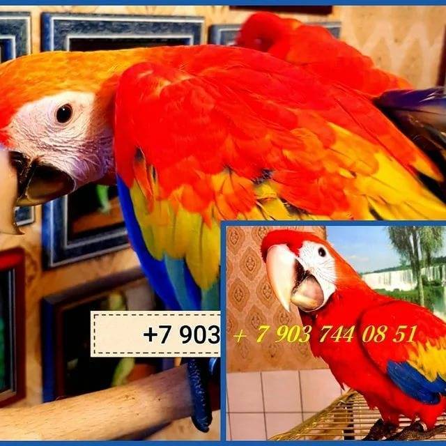 Сколько стоит говорящий попугай какаду в россии?