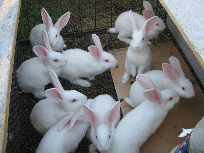 Особенности выращивания кролика Белый Паннон
