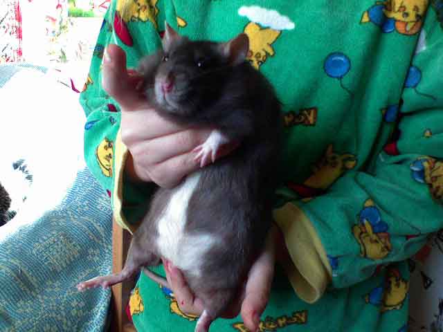Размер и вес маленькой и взрослой крысы