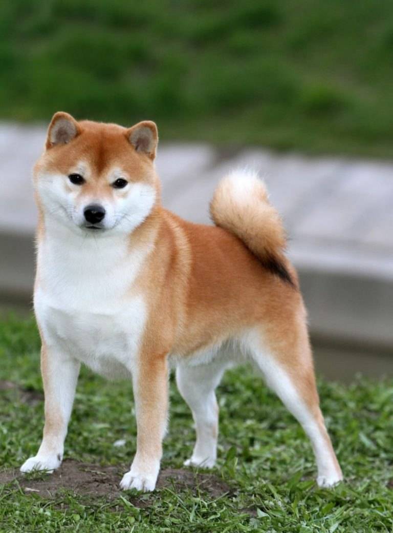 Породы японских собак с фотографиями и названиями средних пород