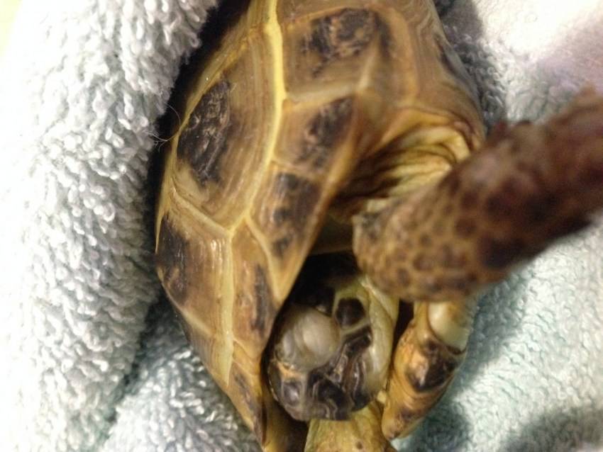 От чего умирают черепахи, как определить смерть питомца