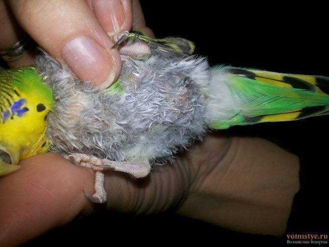 Почему чешется волнистый попугай: что делать, если зуд беспокоит, когда требуется лечение