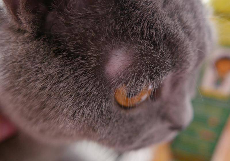 У котенка грязные уши: что делать в домашних условиях | ваши питомцы
