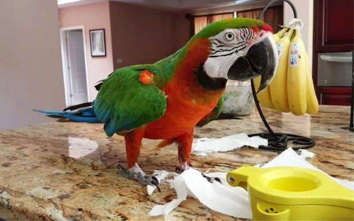 Сколько лет живут попугаи в природе и в домашних условиях