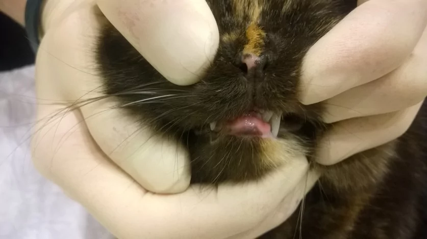 Эозинофильная гранулема у кошек: особенности, комплексное лечение и симптомы