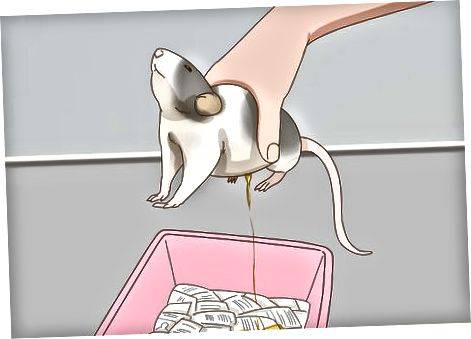 Как просто приручить домашнюю декоративную крысу к рукам
