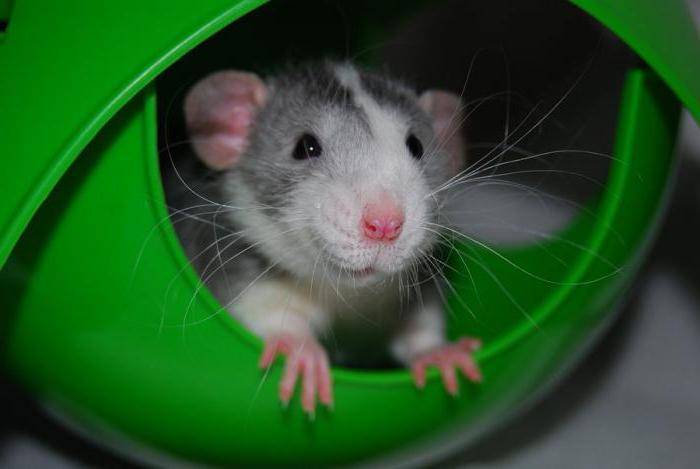 Декоративная крыса: уход и содержание в домашних условиях