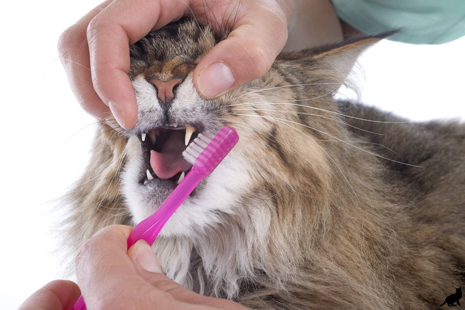 Лечение гингивита у кошки: причины и симптомы воспаления