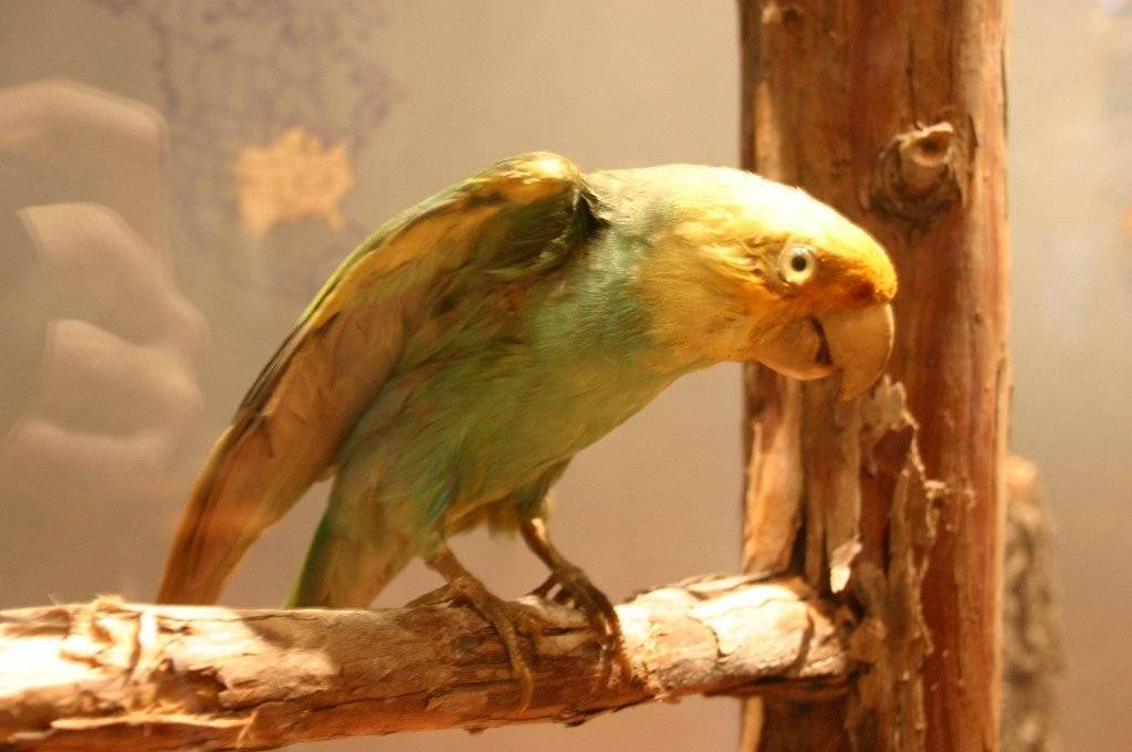Вымерший каролинский попугай