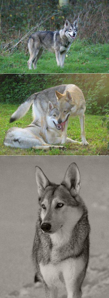 Откуда произошли волчье собаки сарлоса и как они выглядят на самом деле
