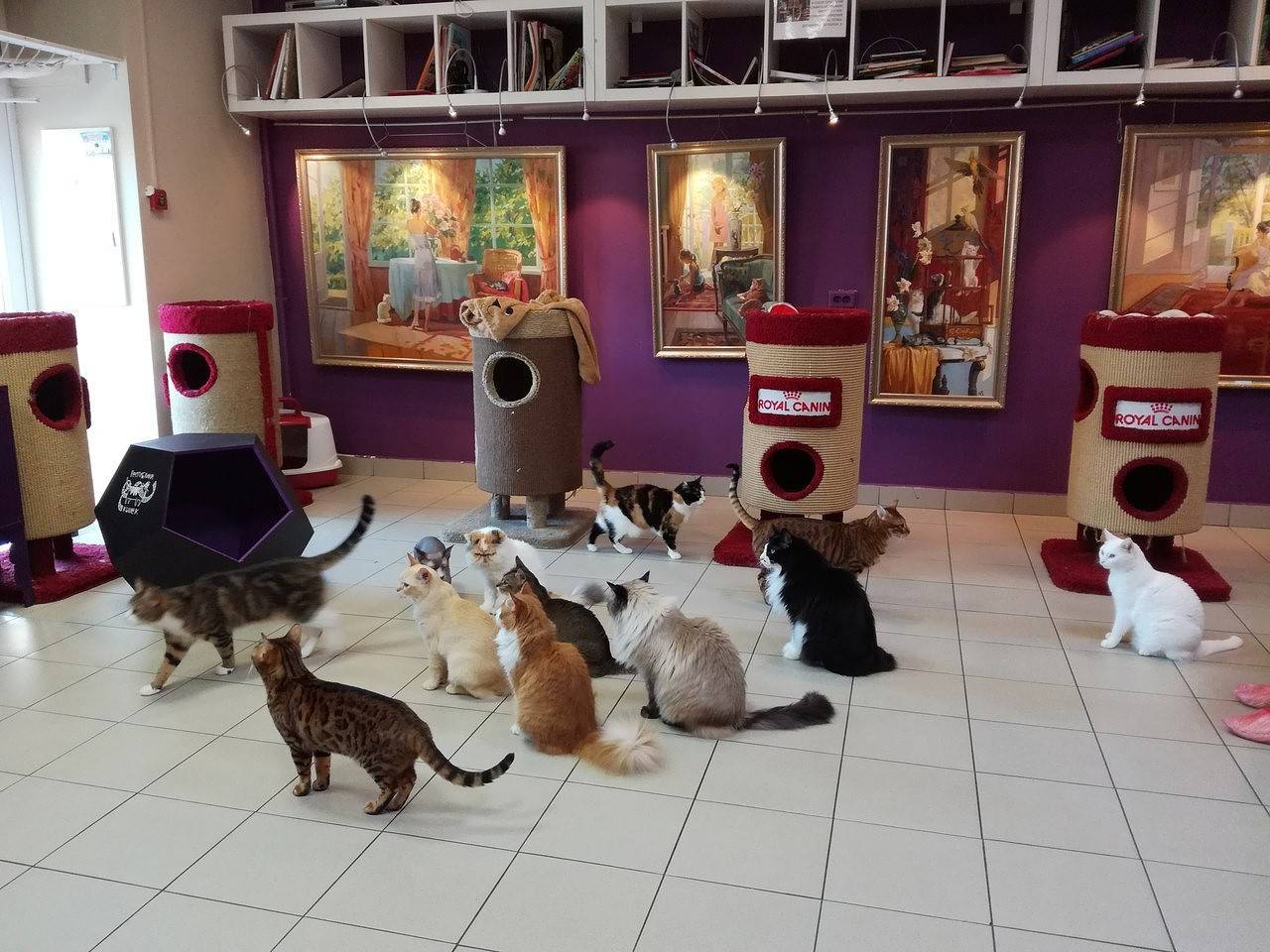 Кошка в музее