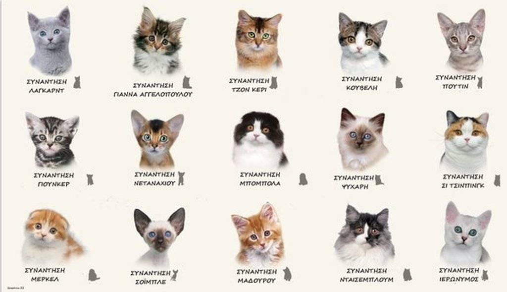 Как узнать породу кошки | по окрасу и другим признакам