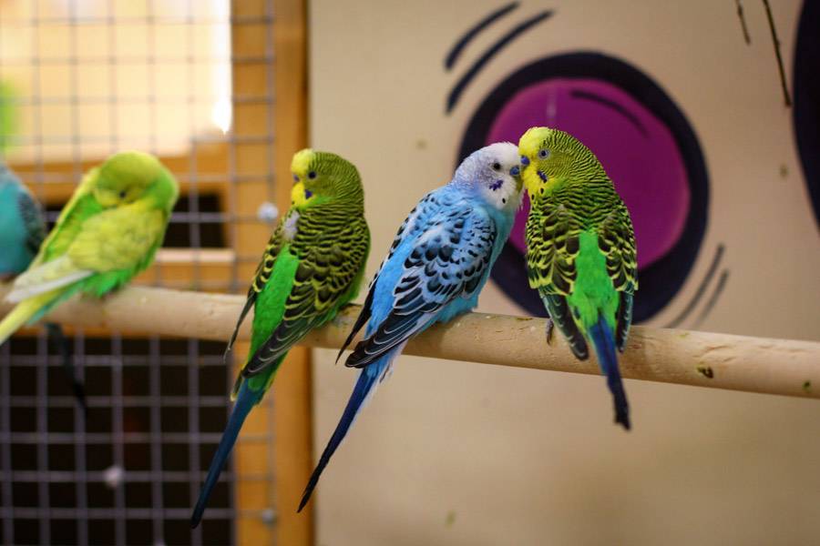 Топ-11 самых дорогих и редких попугаев в мире