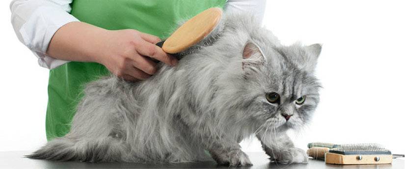 Стрижка кошек: плюсы и минусы, особенности процедуры