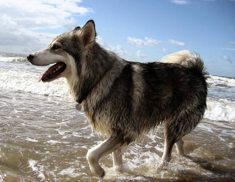 Волкособ: одомашненный волк или особый вид собаки? (125 фото + видео)