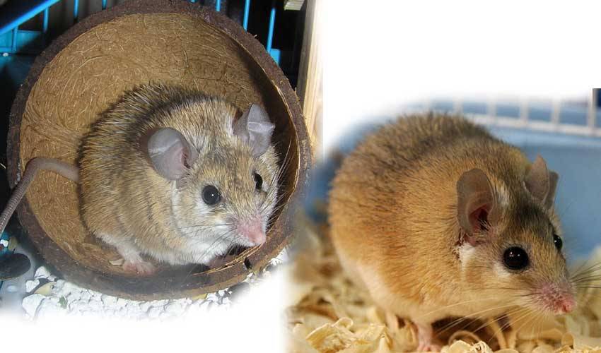 Разновидности мышей: топ-9 интересных грызунов
