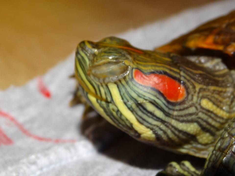 Красноухая черепаха не ест, вялая и спит в домашних условиях: почему перестала есть, что делать, можно ли заставить, причины потери аппетита