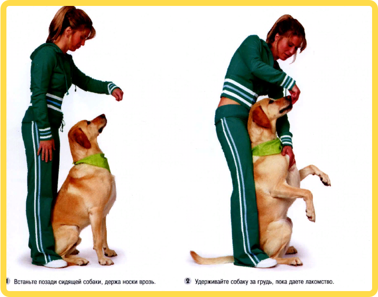 Почему собака прыгает на хозяина передними лапами и как научить ее этого не делать