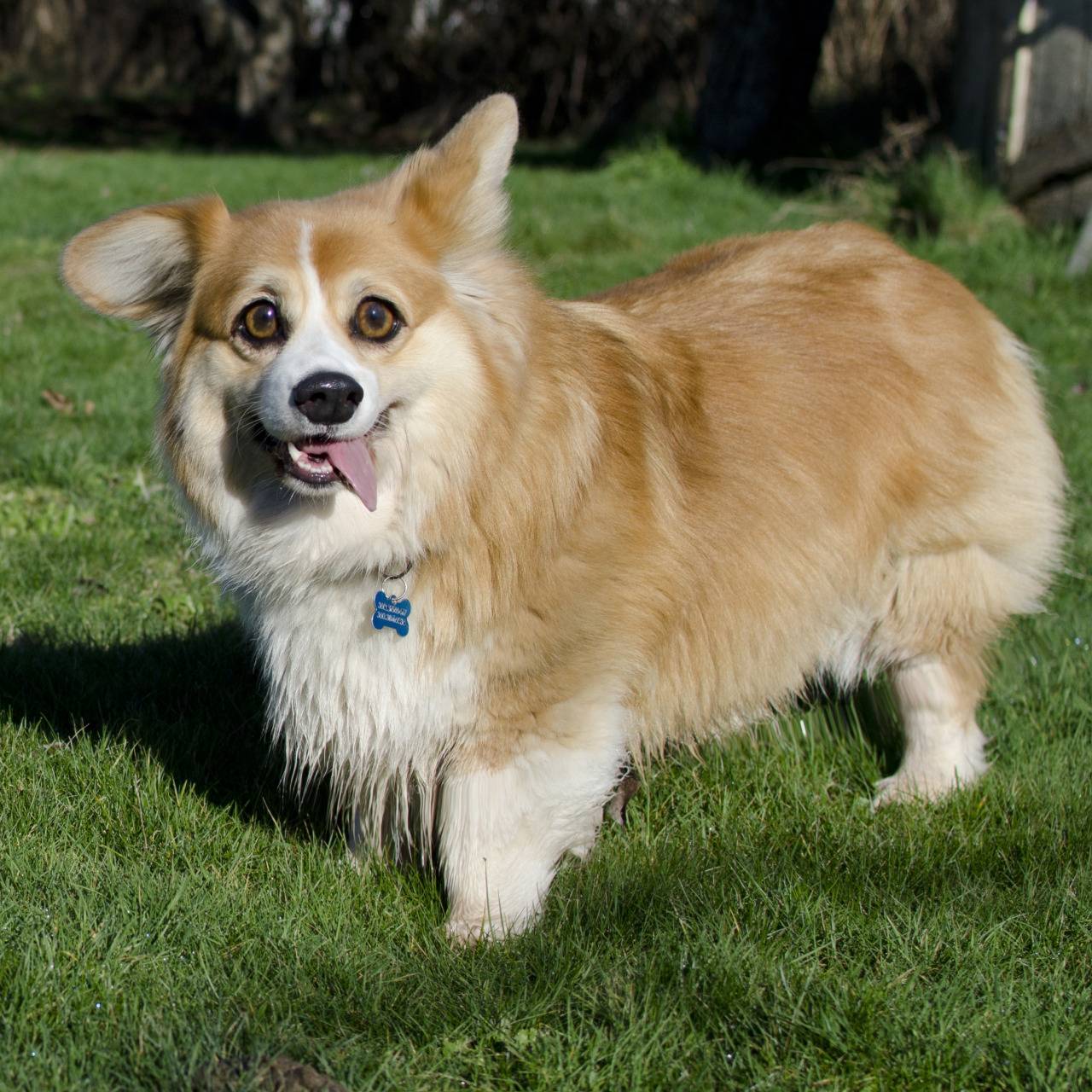 Порода собак вельш-корги: описание, фото, характер, особенности ухода и отличия кардиганов и пемброков