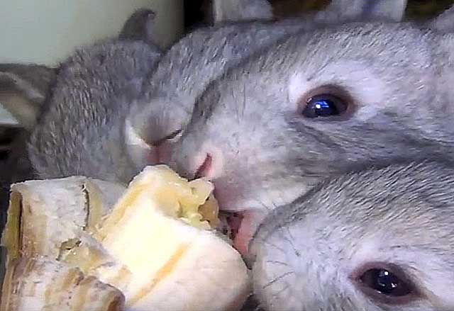 ᐉ можно ли кроликам давать бананы или банановую кожуру? - zooon.ru