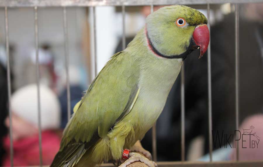 Ожереловый попугаи | описание, содержание, питание попугая
