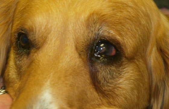 Почему собака плачет – 4 причины и что делать