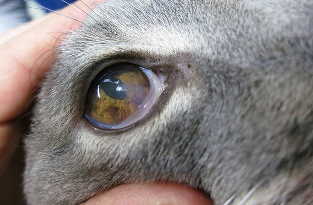 Что делать, если слезятся глаза у кошки?