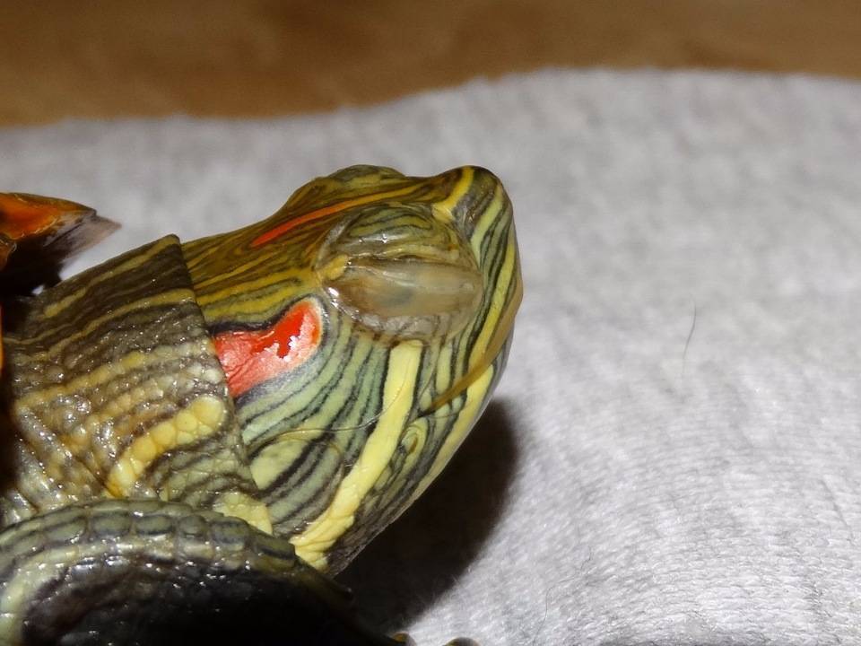 Среднеазиатская черепаха не открывает глаза. болезни глаз красноухих черепах. что делать, если закрыты глаза - новая медицина