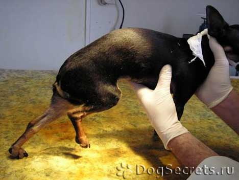 Собака сломала ногу: первая помощь, тактика лечения, восстановительный период
