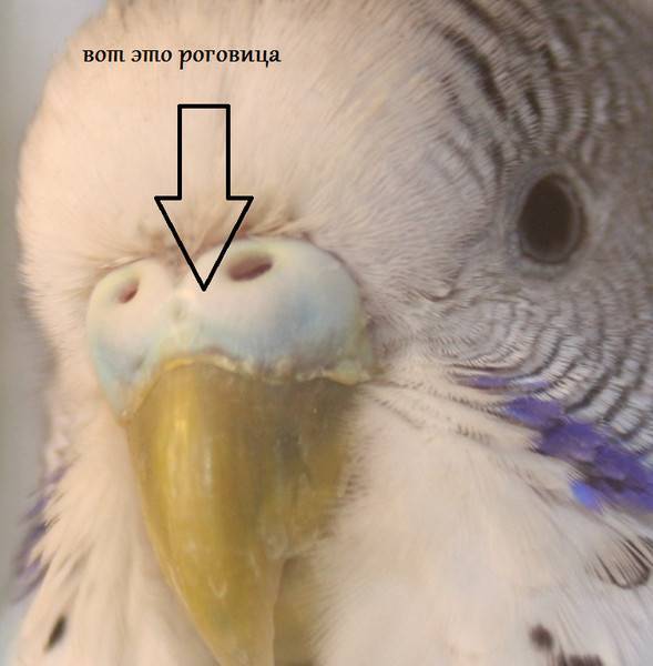 Какими способами можно определить пол волнистого попугая