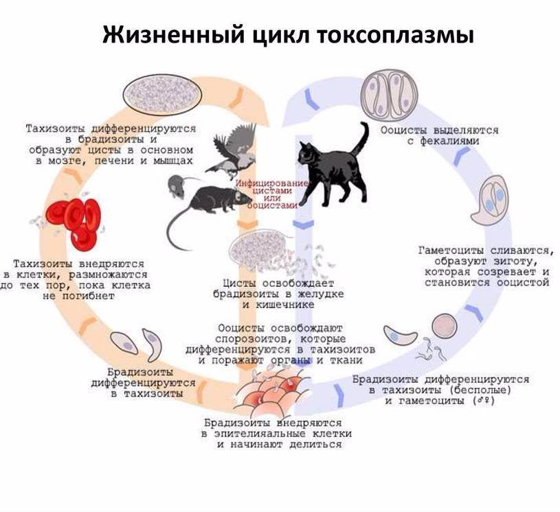 Клиническая картина токсоплазмоза кратко