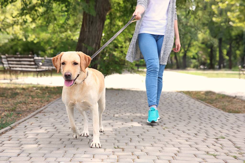 Правила выгула собак в 2022 году по закону о содержании животных | юридические советы