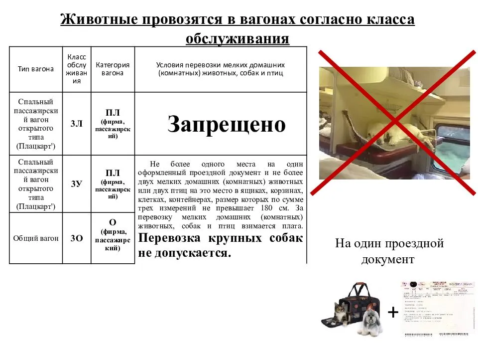 Как певезти кошку в поезде по россии ржд: правила, прививки