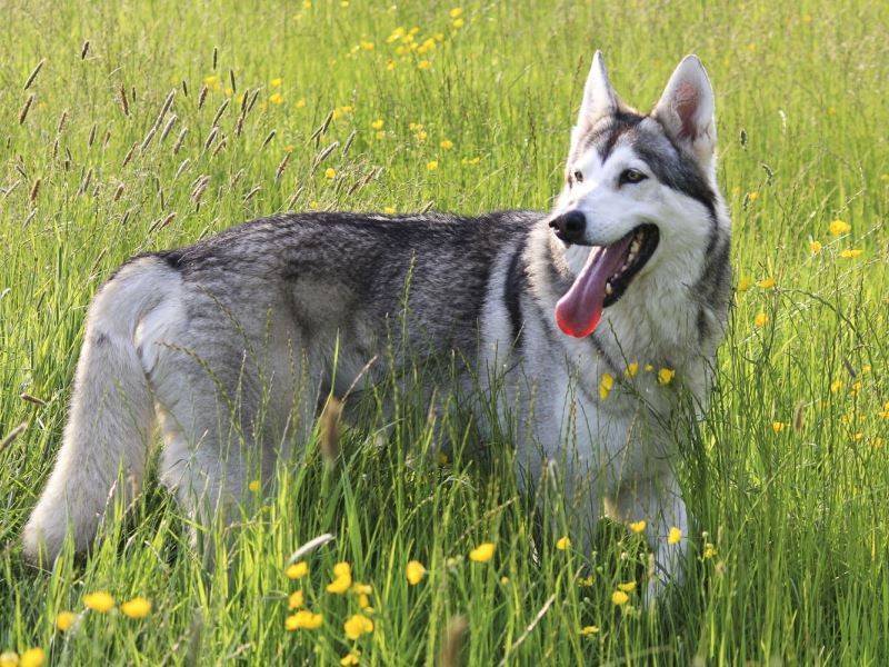 Как выглядят северные инуитские собаки: подробное описание лютоволков