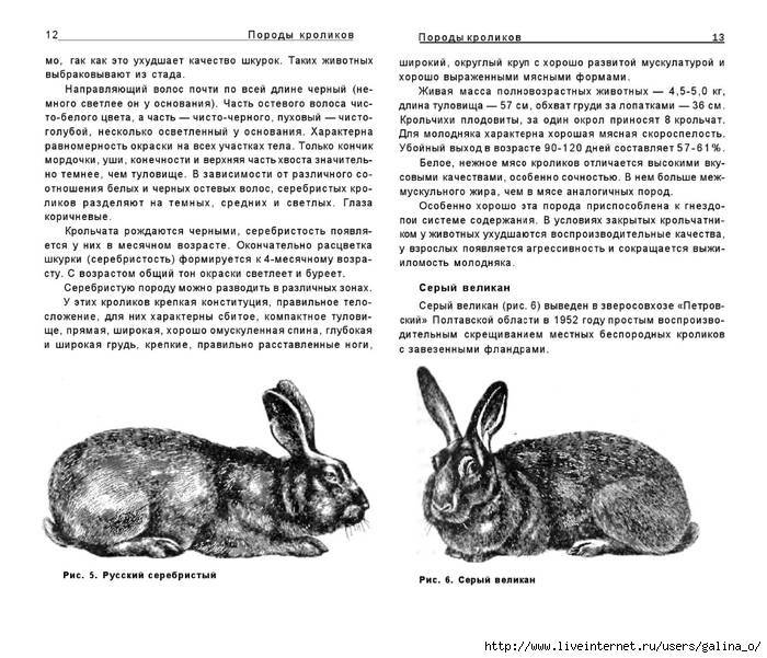 Описание и характеристики кроликов породы хиколь и правила содержания