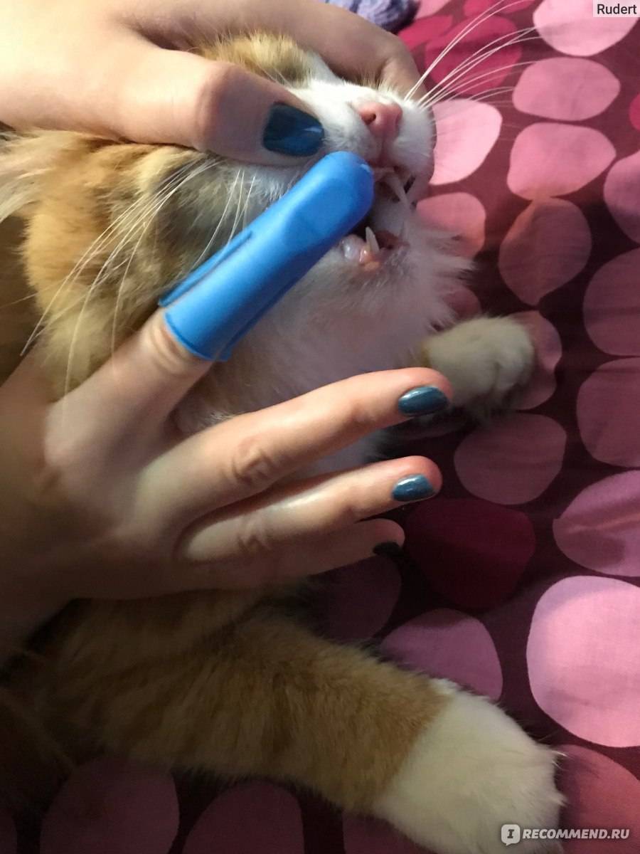Как чистить зубы кошке в домашних условиях: пошаговая инструкция, как приучить и какой пастой пользоваться (советы специалиста)