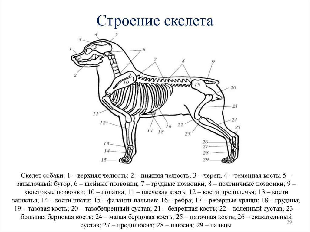 ᐉ анатомия собаки - ➡ motildazoo.ru