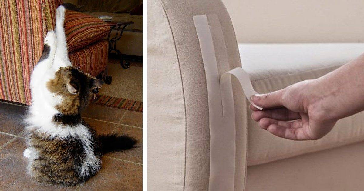 Как отучить кошку драть обои и мебель - 9 проверенных способов