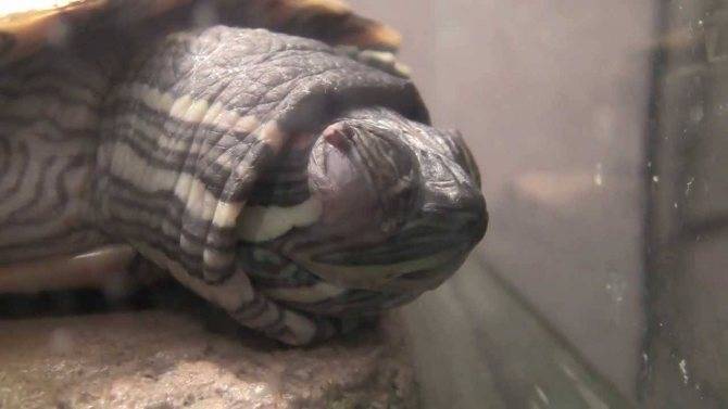 Зимняя спячка у черепах