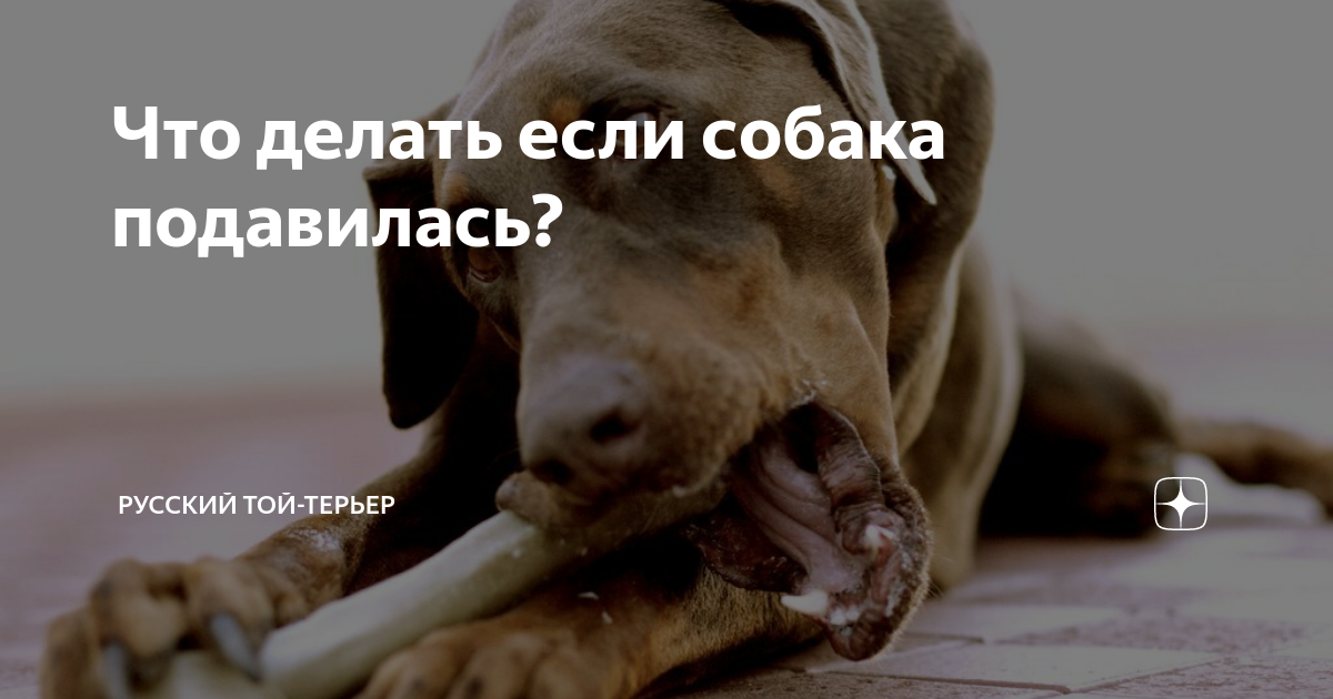 Что делать если собака подавилась, хрипит, кашляет и задыхается?