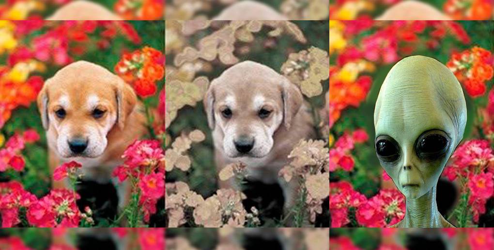 Различают ли собаки цвета и как они видят окружающий мир? | hill's pet