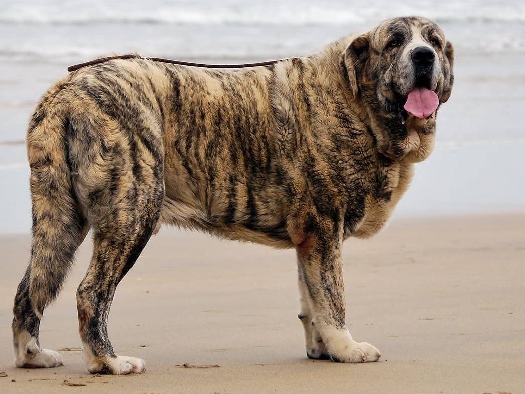 Самая большая собака в мире: топ 7 | | на всякий случай