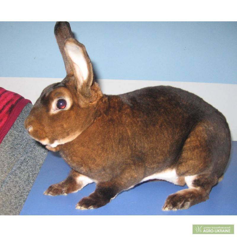 Кролик рекс: фото, описание породы, содержание и уход, разведение