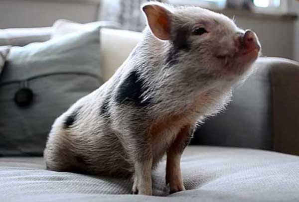 Сколько живут свиньи и от чего зависит срок их жизни