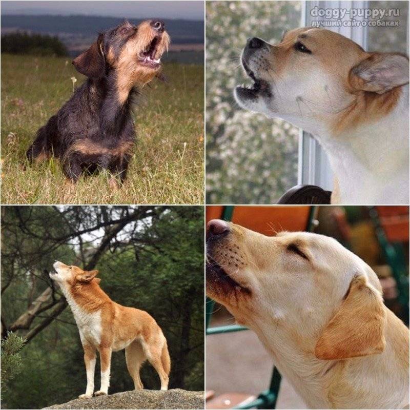 От чего воет собака: 8 причин нежелательного поведения, способы отучения животного от привычки, самые молчаливые породы собак