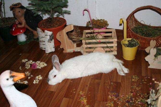 Содержание и уход за декоративным кроликом дома в условиях клетки и без нее, для начинающих и опытных кролиководов