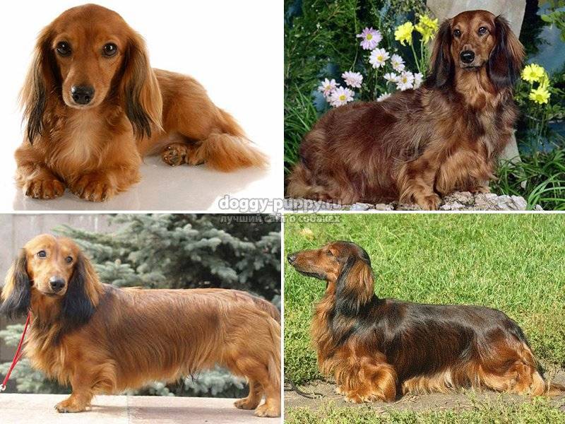 Карликовая такса (50 фото): размеры взрослой собаки, миниатюрная, гладкошерстная, жесткошерстная, длинношерстная, мини щенок тигрового окраса – про собак от а до я на glamour-dog.ru