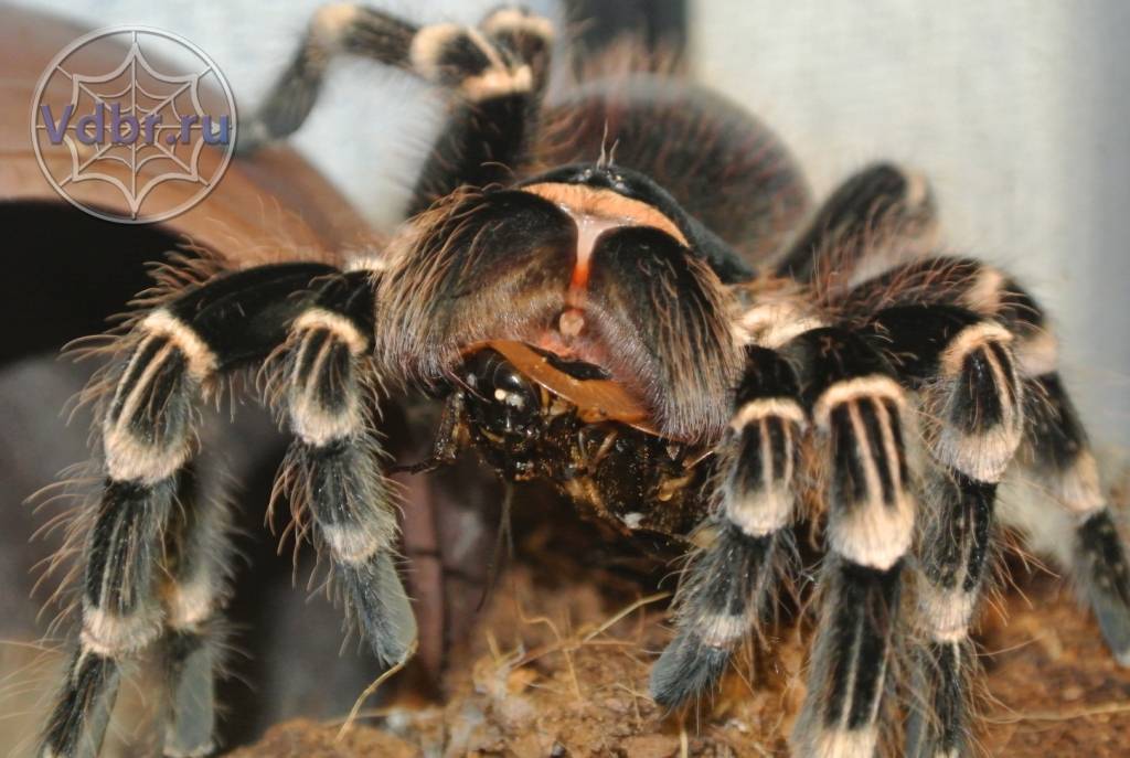 Домашние пауки: каких можно держать, сколько лет живут, как ухаживать и чем кормить в домашних условиях